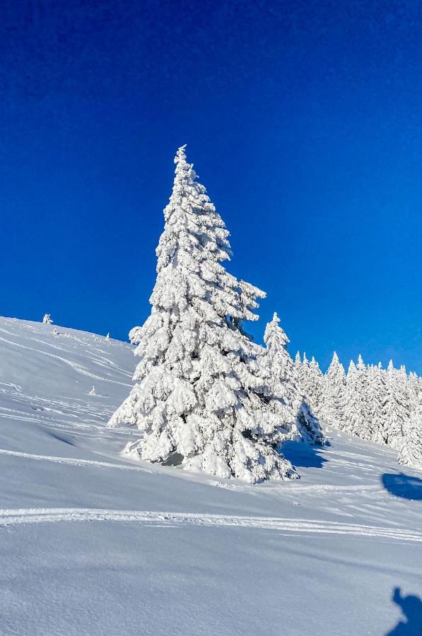 Ferienwohnungen Am Skilift Herrischried Zewnętrze zdjęcie